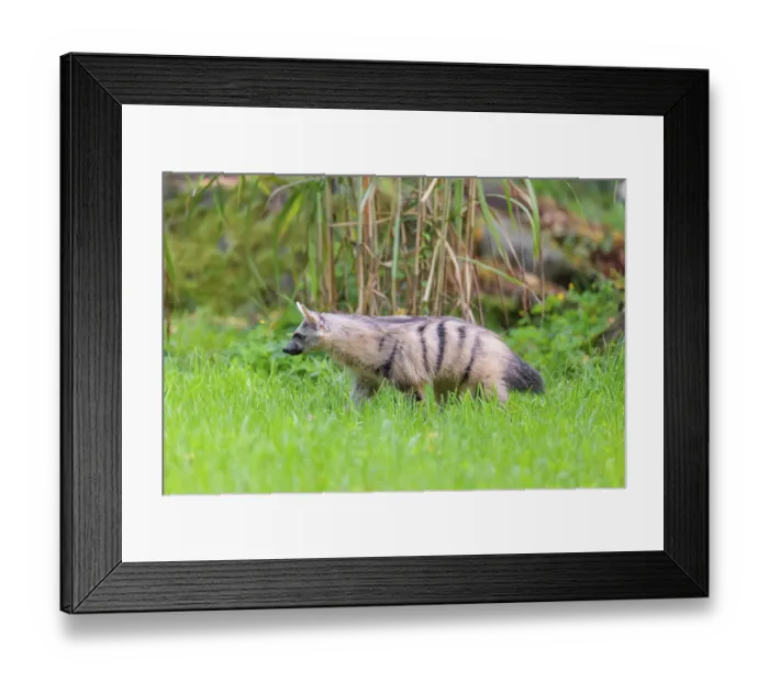 Framed Print : An aardwolf (Proteles cristatus) runs across a green meadow Framed Print : An aardwolf (Proteles cristatus) runs across a green meadow