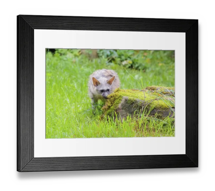 Framed Print : An aardwolf (Proteles cristatus) stands in a green meadow behind a mossy rock at the edge of the forest