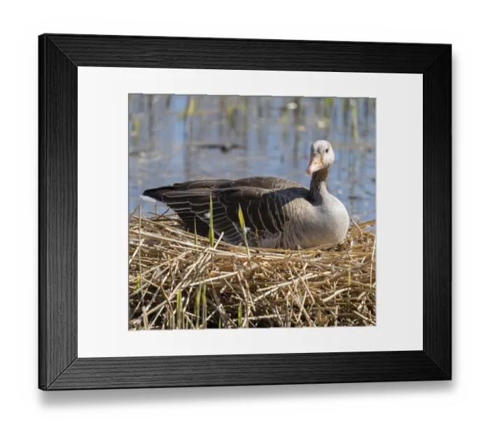 Framed Print : Greylag goose (Anser anser) sitting on the nest and breeding