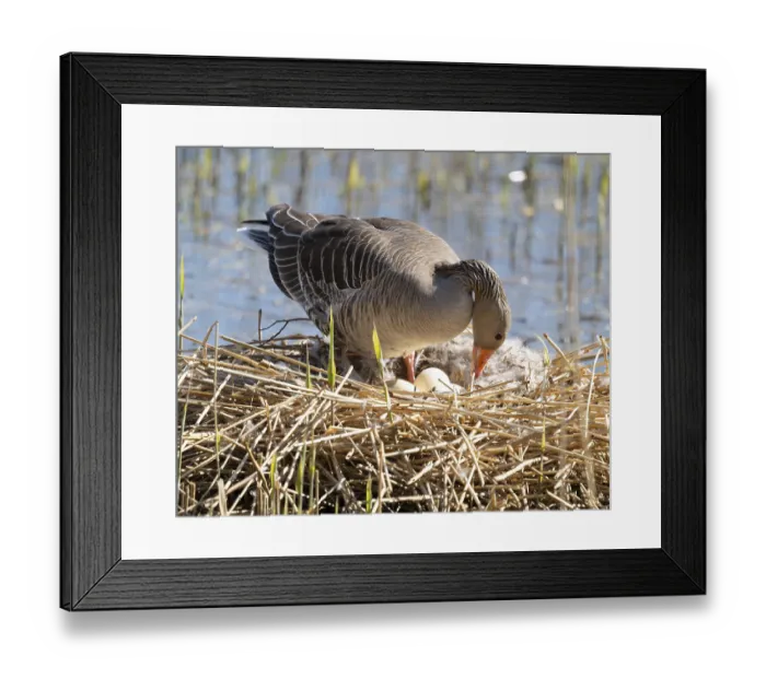 Framed Print : Greylag goose (Anser anser) standing on the nest and turning the eggs