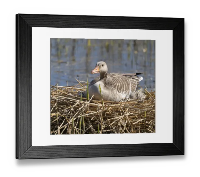 Framed Print : Greylag goose (Anser anser) sitting on the nest and breeding