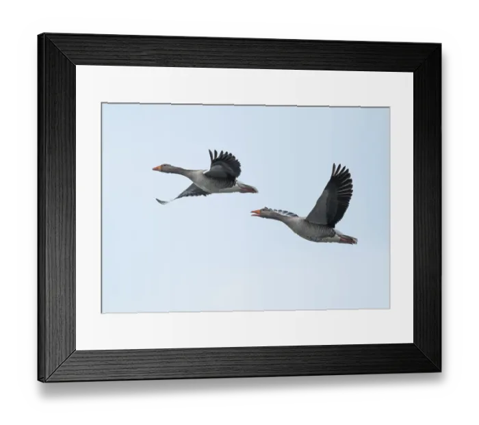 Framed Print : Greylag goose (Anser anser), two greylag geese in flight