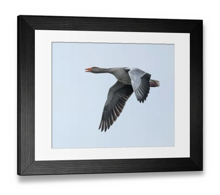 Framed Print : Greylag goose (Anser anser) calling in flight Framed Print : Greylag goose (Anser anser) calling in flight