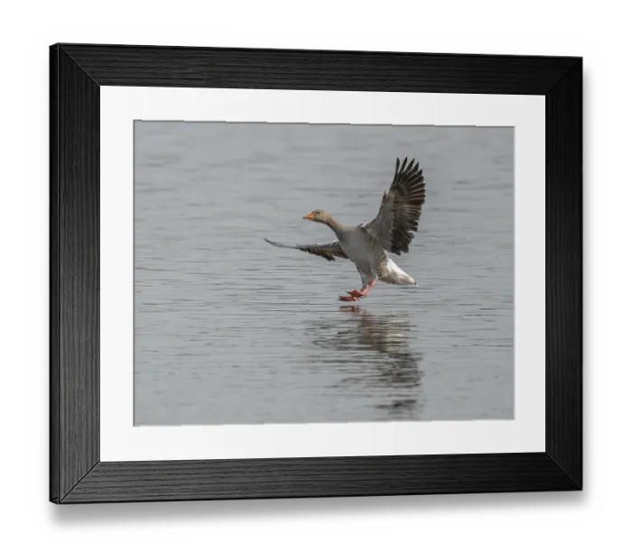 Framed Print : Greylag goose (Anser anser) approaching a body of water