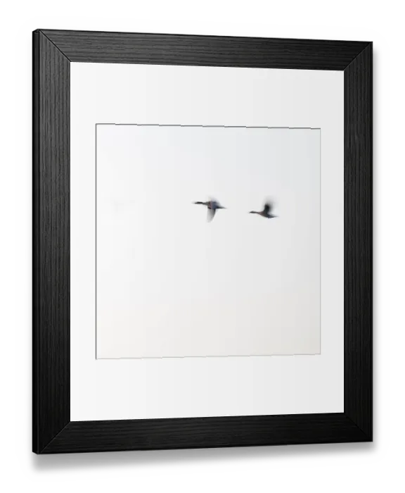 Framed Print : Greylag goose (Anser anser), two greylag geese in flight