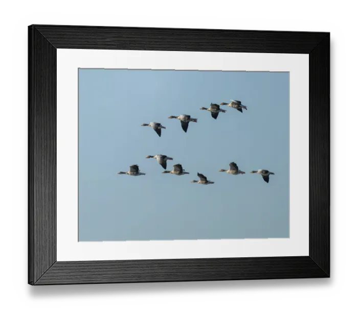 Framed Print : Greylag goose (Anser anser), a flock of greylag geese in flight Framed Print : Greylag goose (Anser anser), a flock of greylag geese in flight
