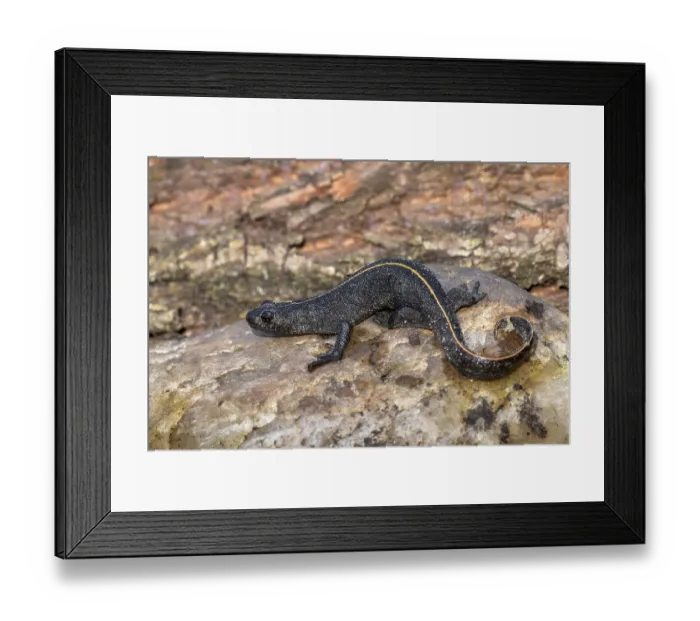 Framed Print : Alpine crested newt (Triturus carnifex)