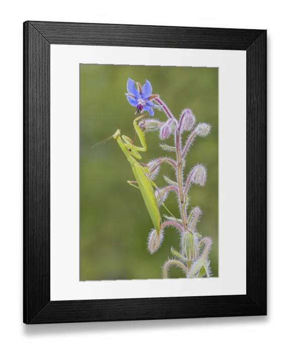 Framed Print : Praying mantis (Mantis religiosa) Framed Print : Praying mantis (Mantis religiosa)