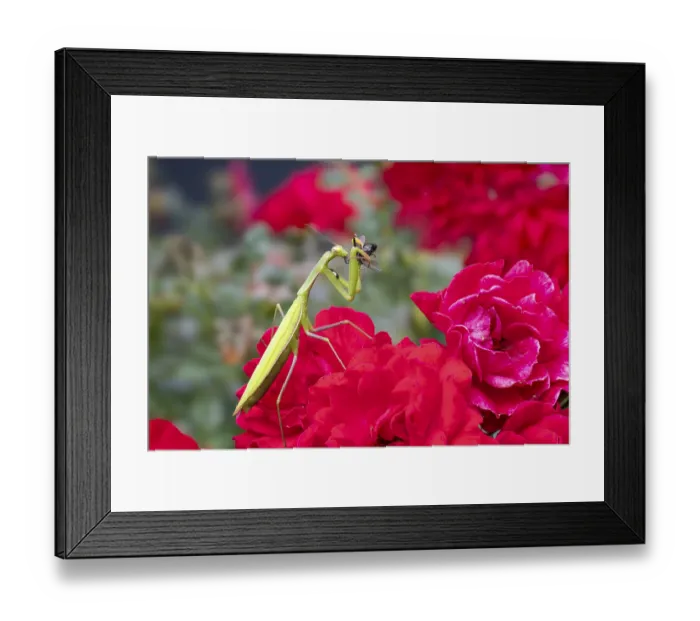 Framed Print : Praying mantis (Mantis religiosa) Framed Print : Praying mantis (Mantis religiosa)