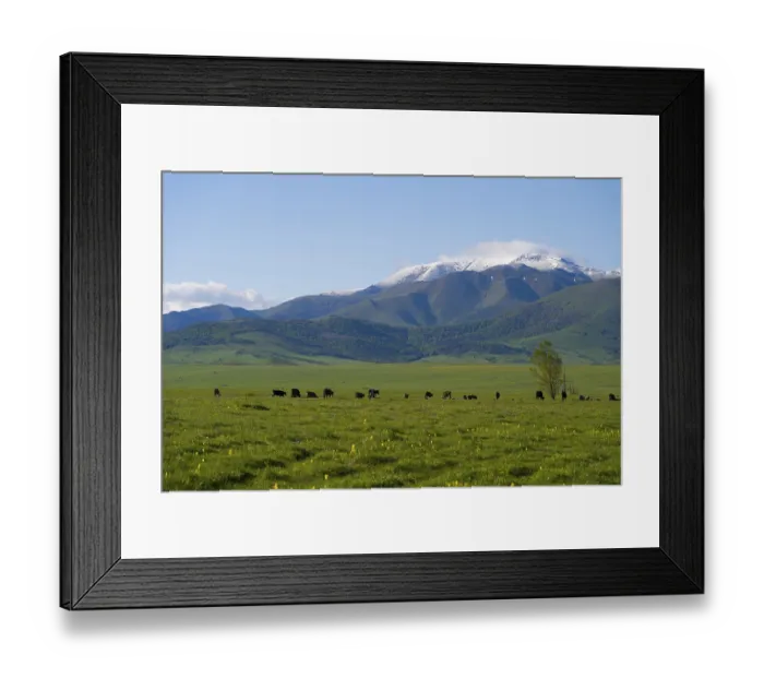 Framed Print : Wide green pasture with grazing cattle in front of snow-covered mountains Framed Print : Wide green pasture with grazing cattle in front of snow-covered mountains