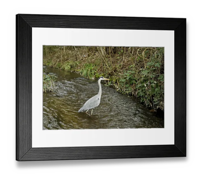 Framed Print : Grey heron (Ardea cinerea), standing in a stream
