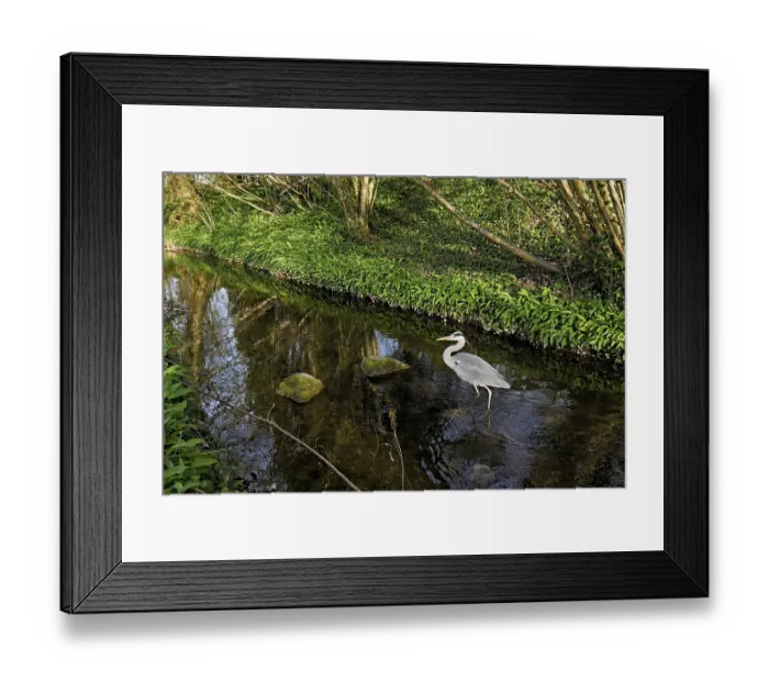 Framed Print : Grey heron (Ardea cinerea), standing in a stream Framed Print : Grey heron (Ardea cinerea), standing in a stream