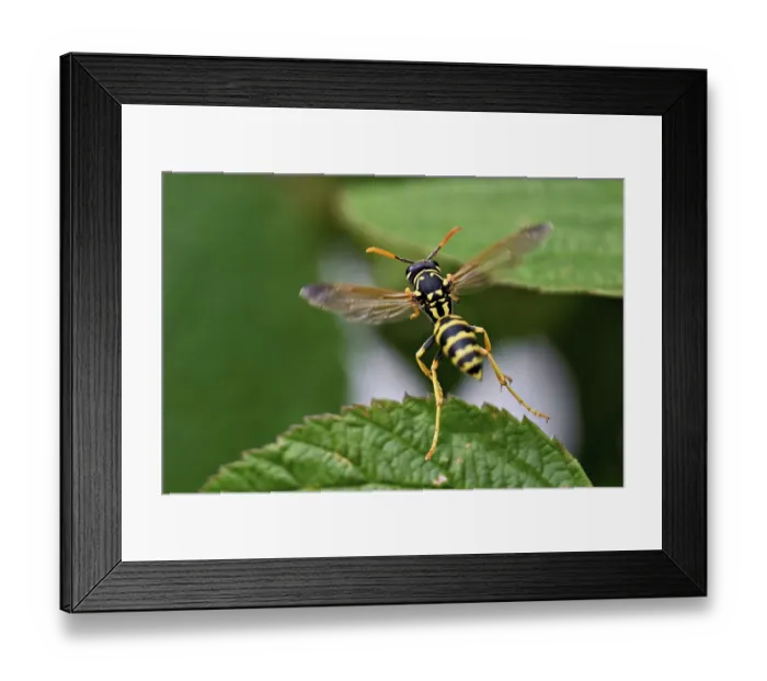 Framed Print : House field wasp (Polistes dominula) Framed Print : House field wasp (Polistes dominula)