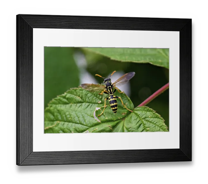 Framed Print : House field wasp (Polistes dominula)
