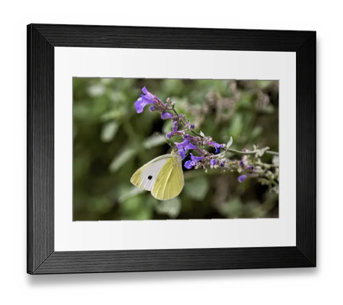 Framed Print : Small white (Pieris rapae), on the flower of catmint (Nepeta)