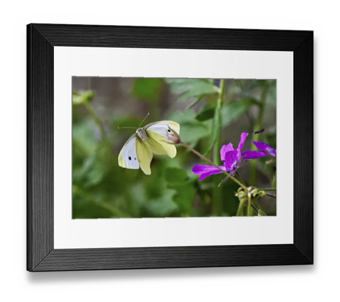 Framed Print : Small white (Pieris rapae), approaching a flower