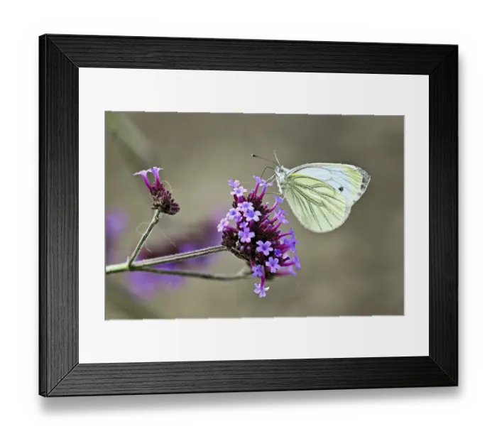 Framed Print : Cabbage butterfly (Pieris brassicae)