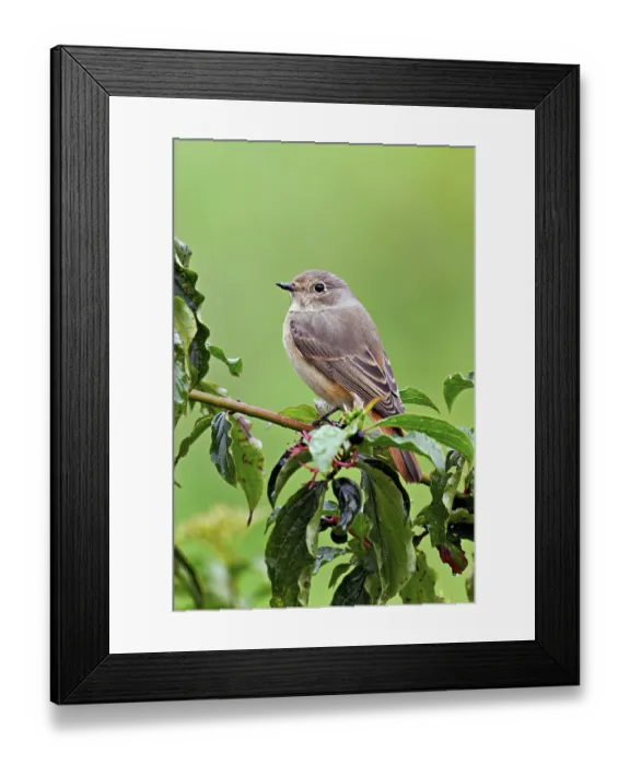 Framed Print : Black redstart (Phoenicurus ochruros)