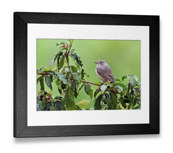 Framed Print : Black redstart (Phoenicurus ochruros)