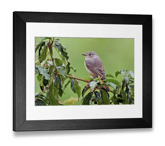 Framed Print : Black redstart (Phoenicurus ochruros) Framed Print : Black redstart (Phoenicurus ochruros)