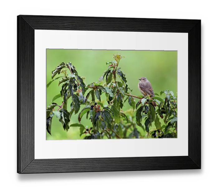 Framed Print : Black redstart (Phoenicurus ochruros)