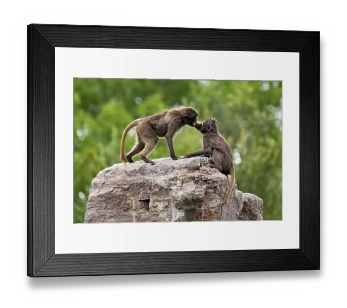 Framed Print : Two djeladas or blood-breasted baboons (Theropithecus gelada)