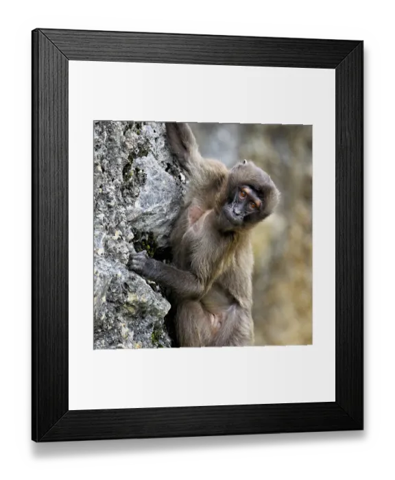 Framed Print : Djelada or blood-breasted baboon (Theropithecus gelada)