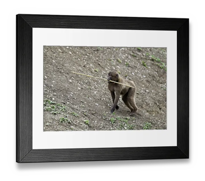 Framed Print : Young jelada or blood-breasted baboon (Theropithecus gelada) Framed Print : Young jelada or blood-breasted baboon (Theropithecus gelada)