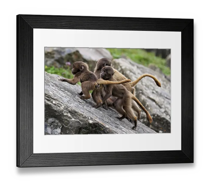 Framed Print : Djelada or blood-breasted baboon (Theropithecus gelada)