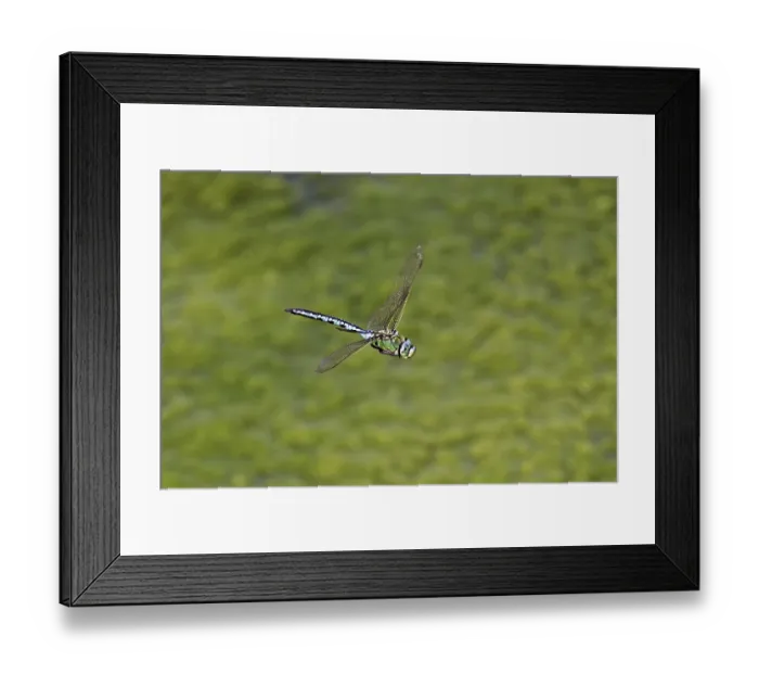 Framed Print : Large king dragonfly (Anax imperator) Framed Print : Large king dragonfly (Anax imperator)
