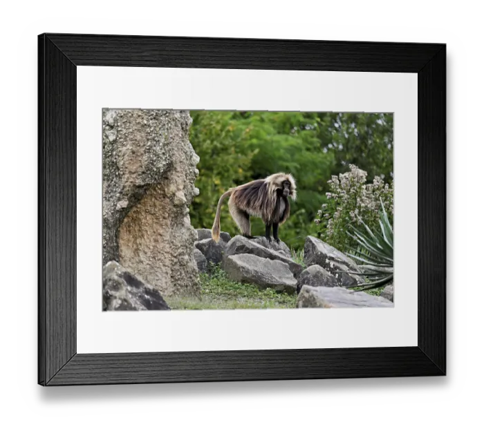 Framed Print : Djelada or blood-breasted baboon (Theropithecus gelada)