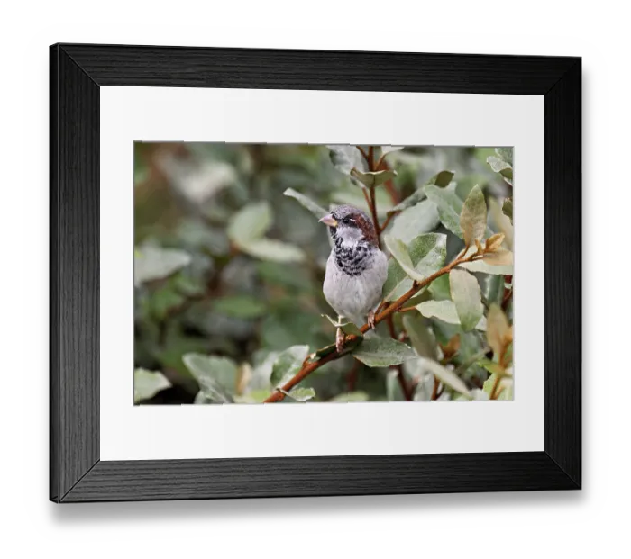 Framed Print : House sparrow (Passer domesticus) Framed Print : House sparrow (Passer domesticus)