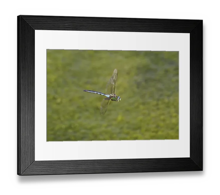 Framed Print : Large king dragonfly (Anax imperator)
