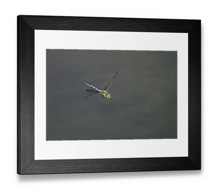 Framed Print : Large king dragonfly (Anax imperator) Framed Print : Large king dragonfly (Anax imperator)