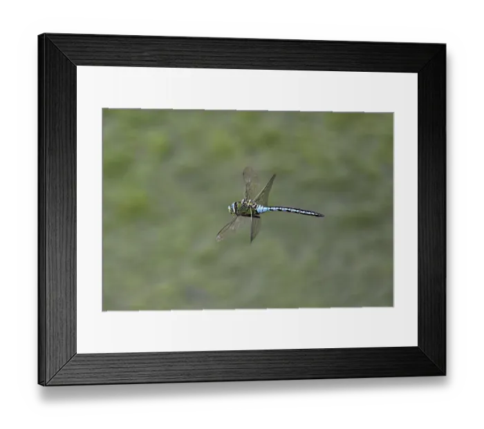 Framed Print : Large king dragonfly (Anax imperator) Framed Print : Large king dragonfly (Anax imperator)