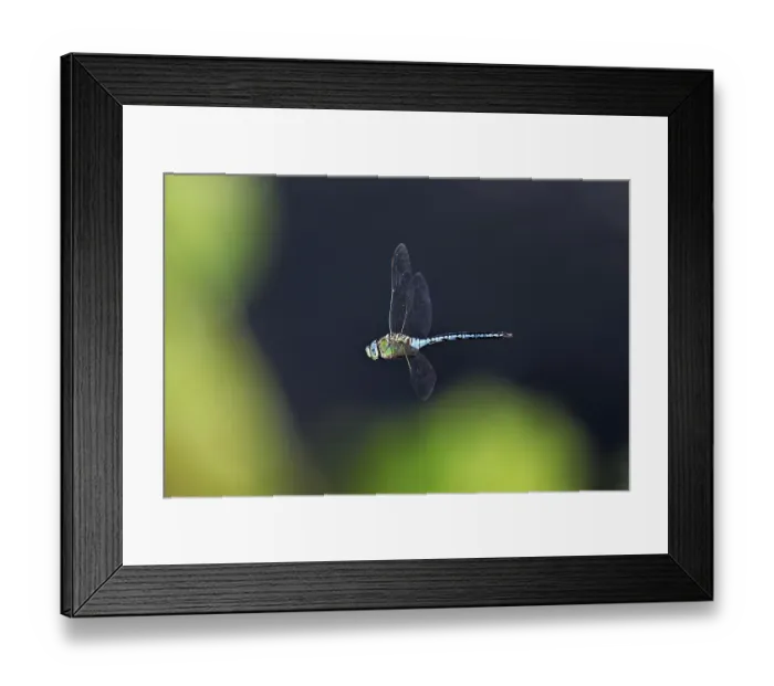 Framed Print : Large king dragonfly (Anax imperator)