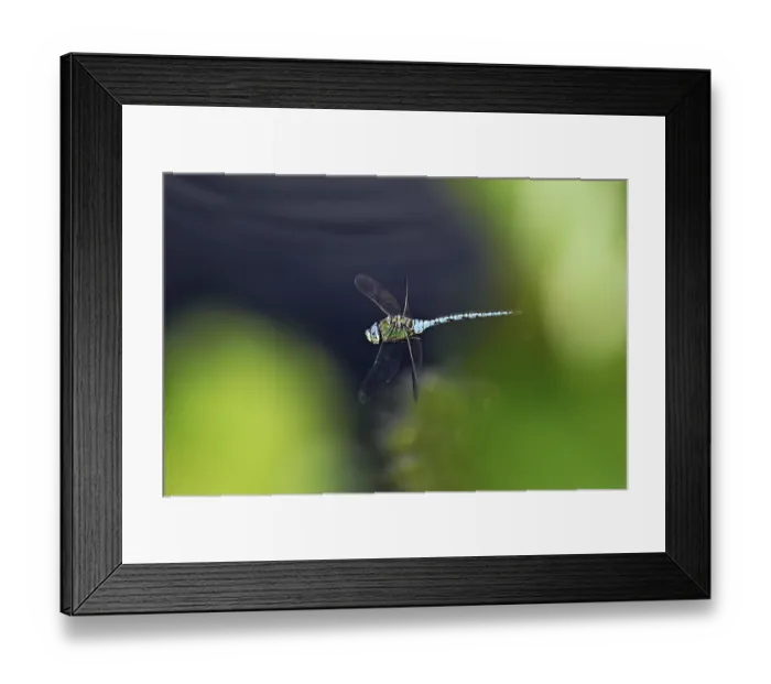 Framed Print : Large king dragonfly (Anax imperator) Framed Print : Large king dragonfly (Anax imperator)