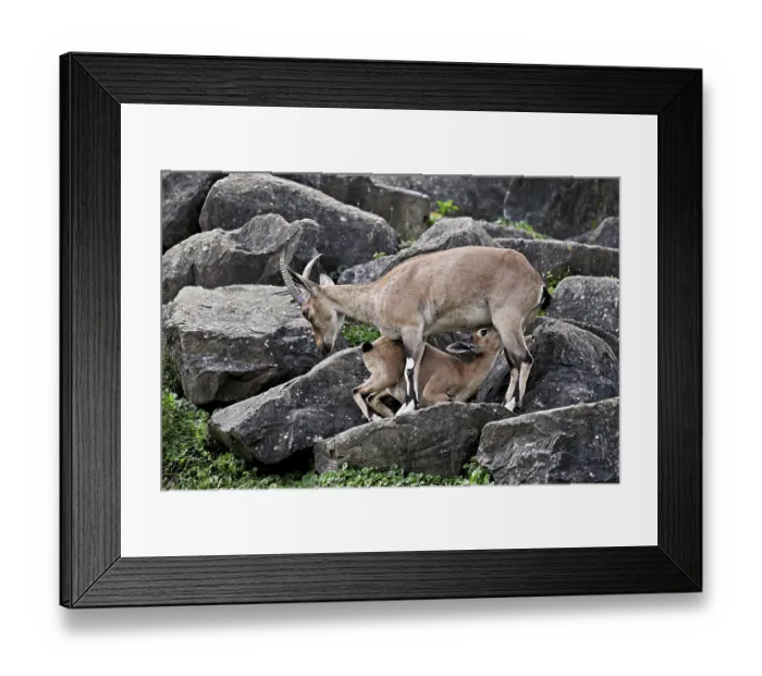 Framed Print : Nubian ibex (Capra nubiana), young animal drinking its mother's milk