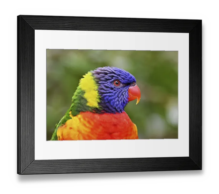 Framed Print : Rainbow Lorikeet (Trichoglossus haematodus)