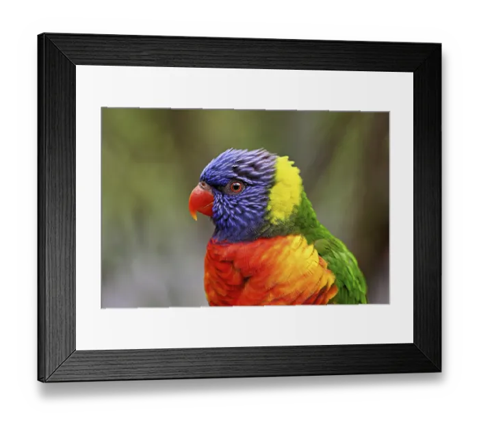 Framed Print : Rainbow Lorikeet (Trichoglossus haematodus)