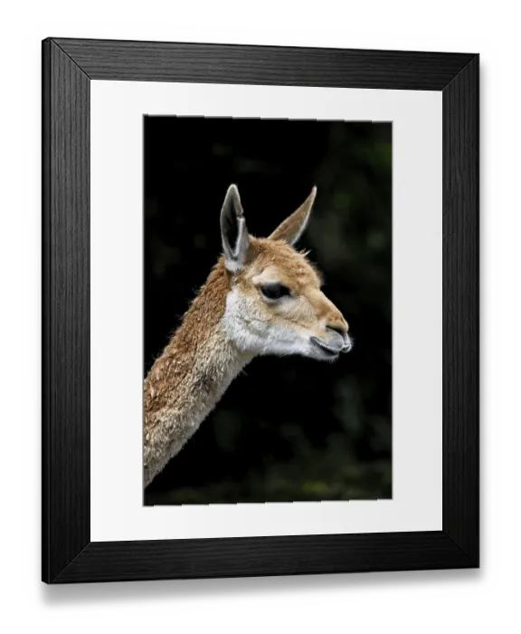 Framed Print : Vicuna (Vicugna vicugna), animal portrait