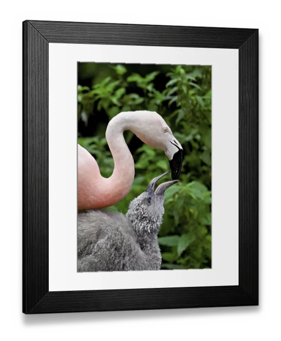 Framed Print : Chilean flamingos (Phoenicopterus chilensis)
