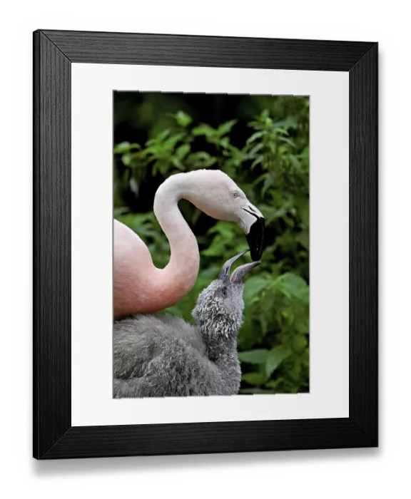 Framed Print : Chilean flamingos (Phoenicopterus chilensis)