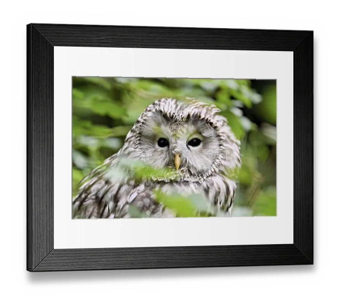 Framed Print : Ural owl (Strix uralensis), captive, Switzerland