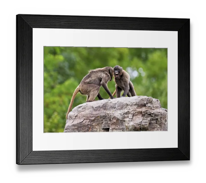 Framed Print : Two djeladas or blood-breasted baboons (Theropithecus gelada) Framed Print : Two djeladas or blood-breasted baboons (Theropithecus gelada)