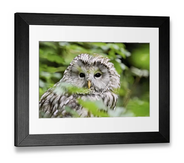 Framed Print : Ural owl (Strix uralensis), captive, Switzerland Framed Print : Ural owl (Strix uralensis), captive, Switzerland