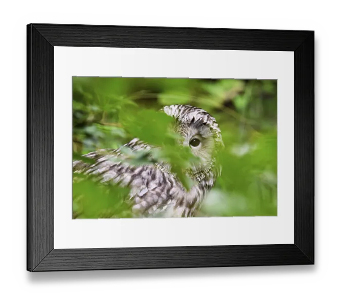 Framed Print : Ural owl (Strix uralensis), captive, Switzerland Framed Print : Ural owl (Strix uralensis), captive, Switzerland