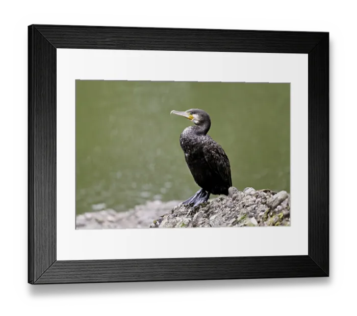 Framed Print : Cormorant (Phalacrocorax carbo) Framed Print : Cormorant (Phalacrocorax carbo)