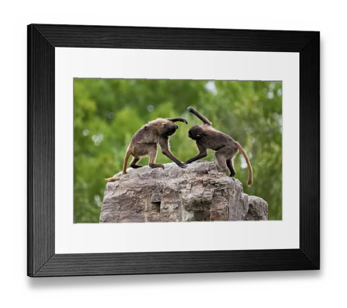 Framed Print : Two djeladas or blood-breasted baboons (Theropithecus gelada) Framed Print : Two djeladas or blood-breasted baboons (Theropithecus gelada)