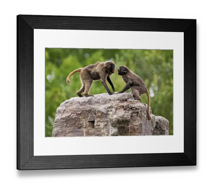 Framed Print : Two djeladas or blood-breasted baboons (Theropithecus gelada) Framed Print : Two djeladas or blood-breasted baboons (Theropithecus gelada)